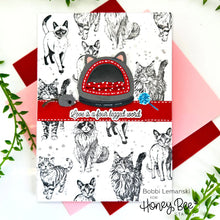Load image into Gallery viewer, Honey Bee Stamps - Paws and Purrs - Stamp Set and Die Set Bundle