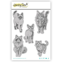 Load image into Gallery viewer, Honey Bee Stamps - Paws and Purrs - Stamp Set and Die Set Bundle