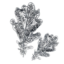 Load image into Gallery viewer, Sizzix - Tim Holtz - 3D Impresslits Embossing Folder - Oak Leaf

